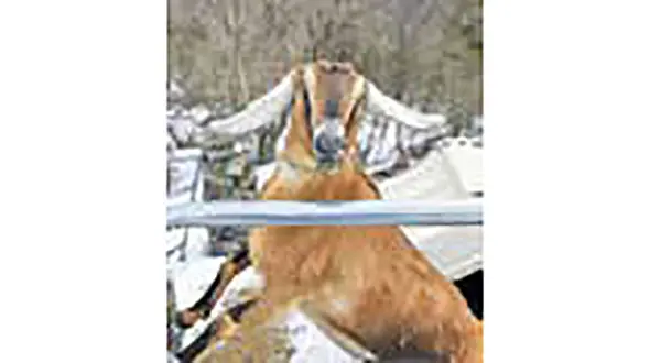 بزی که شهردار شد