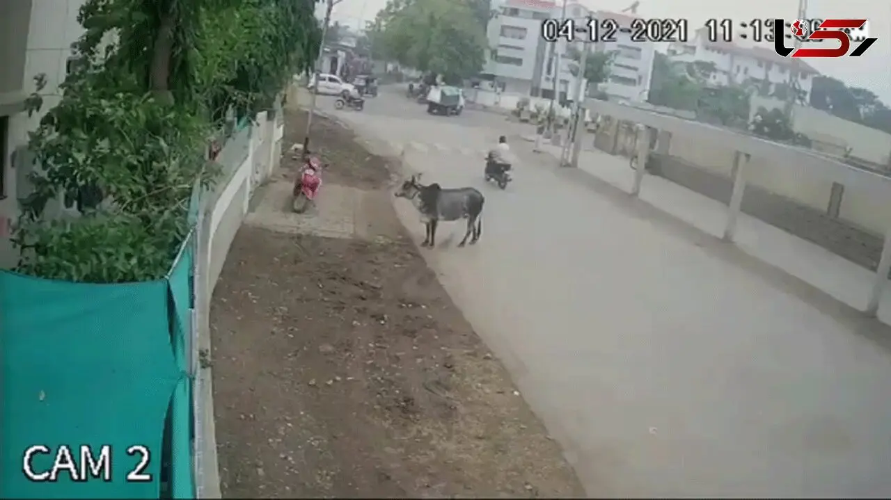 فیلم حمله خونین گاو شاخ دار به مرد لباس صورتی / سگ ها به کمک آمدند