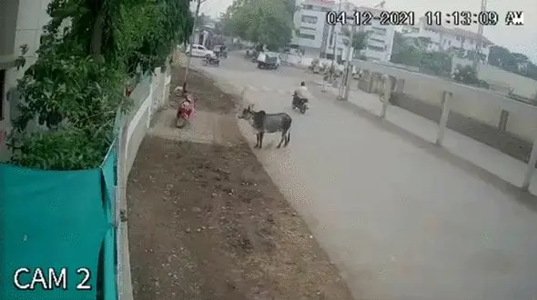 فیلم حمله خونین گاو شاخ دار به مرد لباس صورتی / سگ ها به کمک آمدند