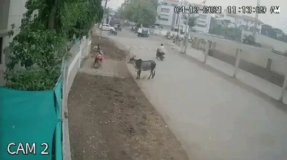 فیلم حمله خونین گاو شاخ دار به مرد لباس صورتی / سگ ها به کمک آمدند