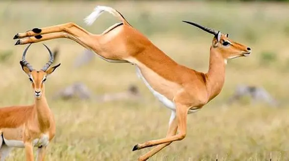 حمله مرگبار آهوی شاخ دار به سرباز جوان / در باغ کاخ ریاست جمهوری رخ داد