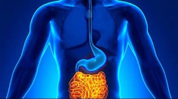 پیشنهاداتی که سلامت روده را حفظ می کنند