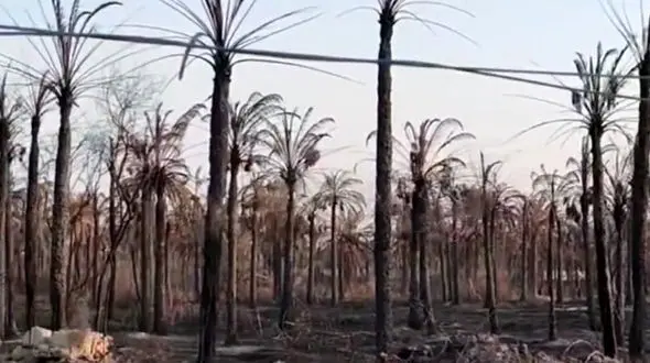 انجیرهای سیاه آبادان به خاک سیاه نشستند / اهالی: مسئولان می دانند به چه شرایطی گرفتاریم اما یاری نمی‌رسانند! + فیلم