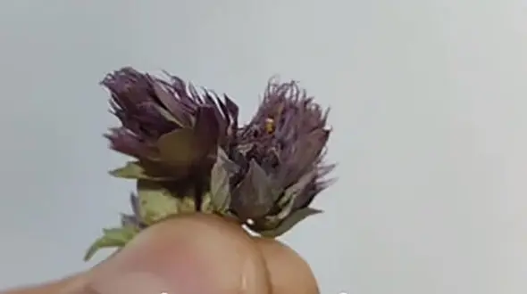 ریه هات رو اینجوری پاکسازی کن + فیلم