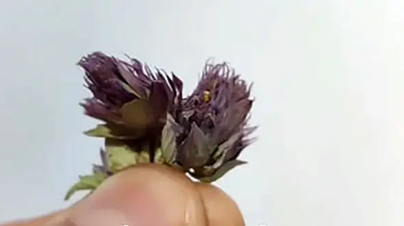 ریه هات رو اینجوری پاکسازی کن + فیلم