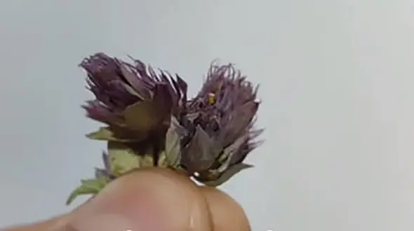 ریه هات رو اینجوری پاکسازی کن + فیلم