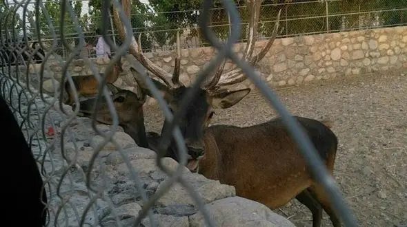 در رستوران های یزد آهو و گوزن کباب می کنند! / یک فاجعه + سند 