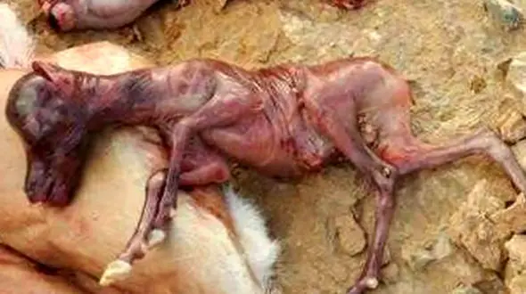 شکارچی کثیف به زندان افتاد/پایان 7 سال فرار + عکس