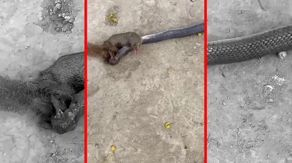 فیلم مبارزه مرگبار مانگوس و مار در طبیعت