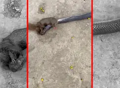 فیلم مبارزه مرگبار مانگوس و مار در طبیعت