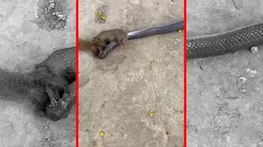 فیلم مبارزه مرگبار مانگوس و مار در طبیعت