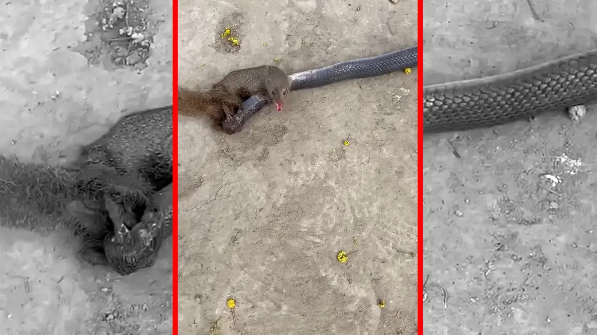 فیلم مبارزه مرگبار مانگوس و مار در طبیعت