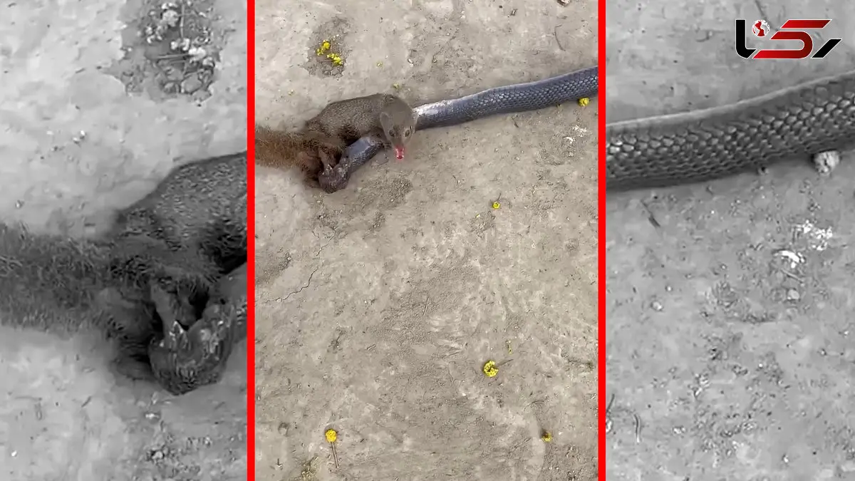 فیلم مبارزه مرگبار مانگوس و مار در طبیعت