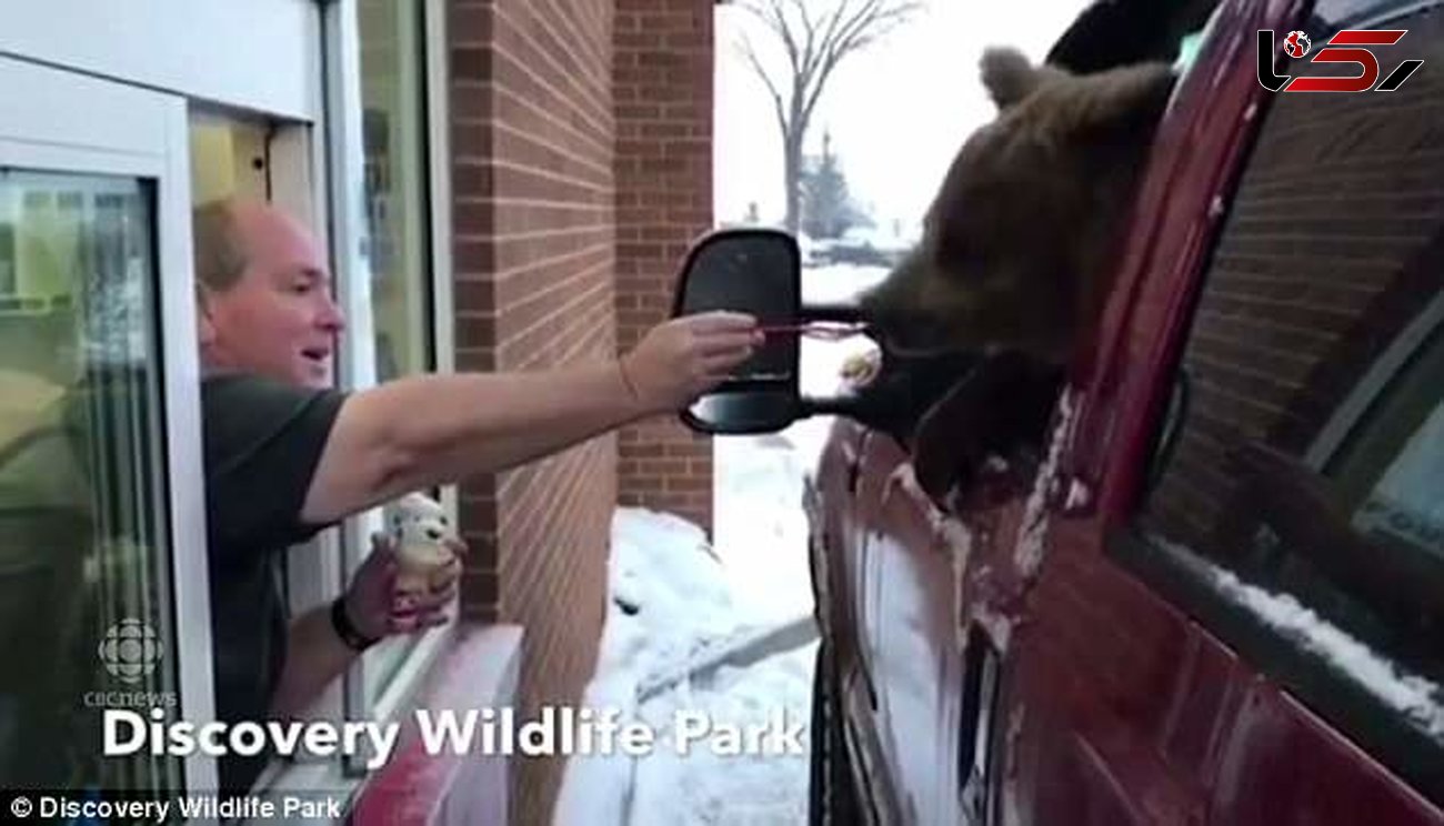 کارمند باغ وحش خرس را برای خوردن بستنی با خود بیرون برد + فیلم