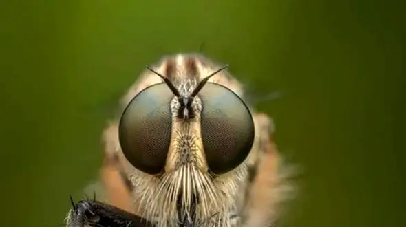 فیلم رقابت بی‌ پایان شکار و شکارچی / چگونه تکامل رمز بقا در طبیعت را رقم می‌زند؟