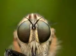 فیلم رقابت بی‌ پایان شکار و شکارچی / چگونه تکامل رمز بقا در طبیعت را رقم می‌زند؟