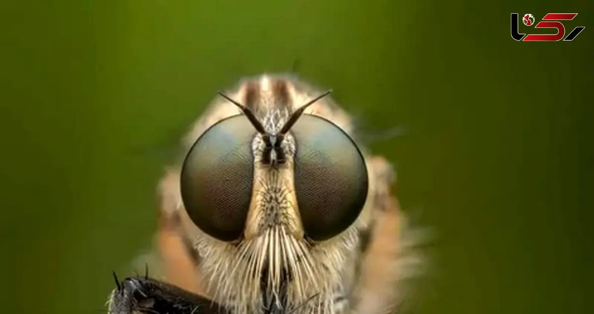 فیلم رقابت بی‌ پایان شکار و شکارچی / چگونه تکامل رمز بقا در طبیعت را رقم می‌زند؟