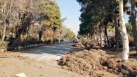 شهرداری درباره قطع درختان پادگان ۰۶ شفاف سازی کند