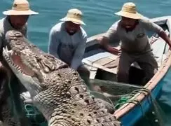 هشدار جدی درباره مواجهه با تمساح؛ این اشتباهات می‌تواند مرگبار باشد + فیلم