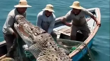 هشدار جدی درباره مواجهه با تمساح؛ این اشتباهات می‌تواند مرگبار باشد + فیلم