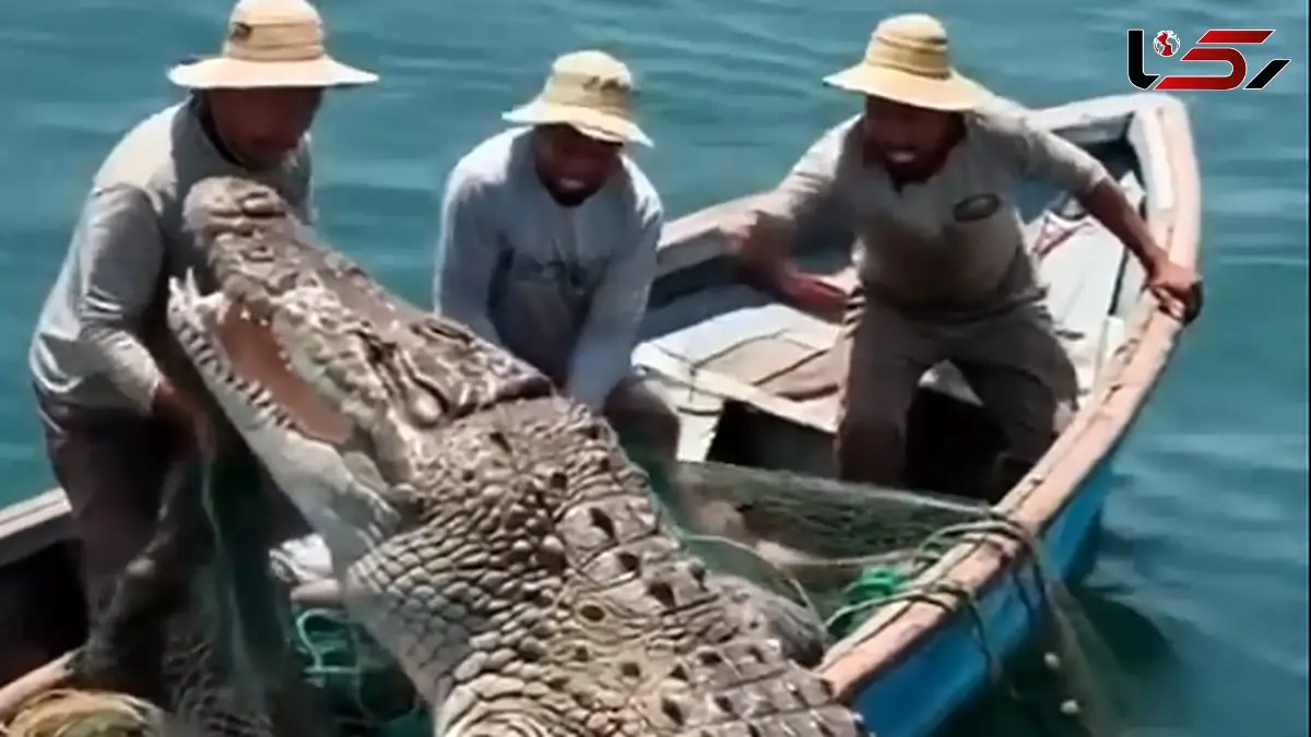 هشدار جدی درباره مواجهه با تمساح؛ این اشتباهات می‌تواند مرگبار باشد + فیلم