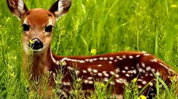 از غذا خوردن بچه آهو تا زیبایی بی حد و مرز طاووس