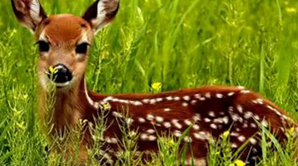 از غذا خوردن بچه آهو تا زیبایی بی حد و مرز طاووس