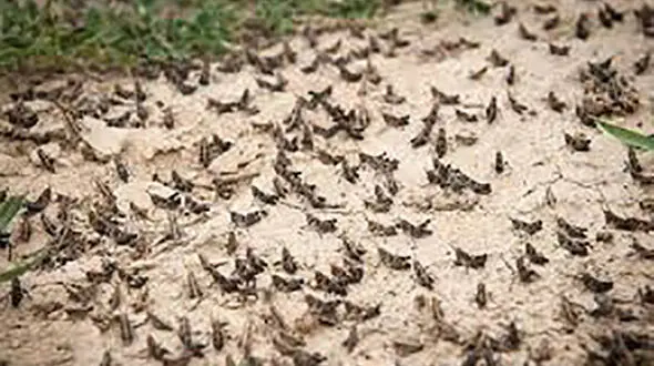 حمله ملخ ها به سیستان و بلوچستان/ استفاده  25 تن سم برای نابودی ملخ ها 