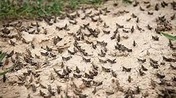 حمله ملخ به مراتع استان قم