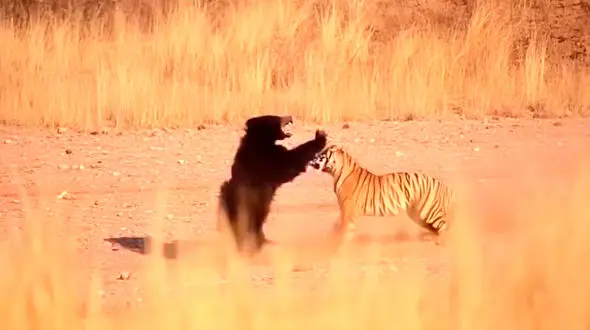 فیلم قدرت و خشونت در رویارویی خرس و ببر