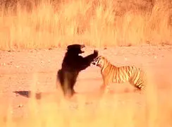 فیلم قدرت و خشونت در رویارویی خرس و ببر