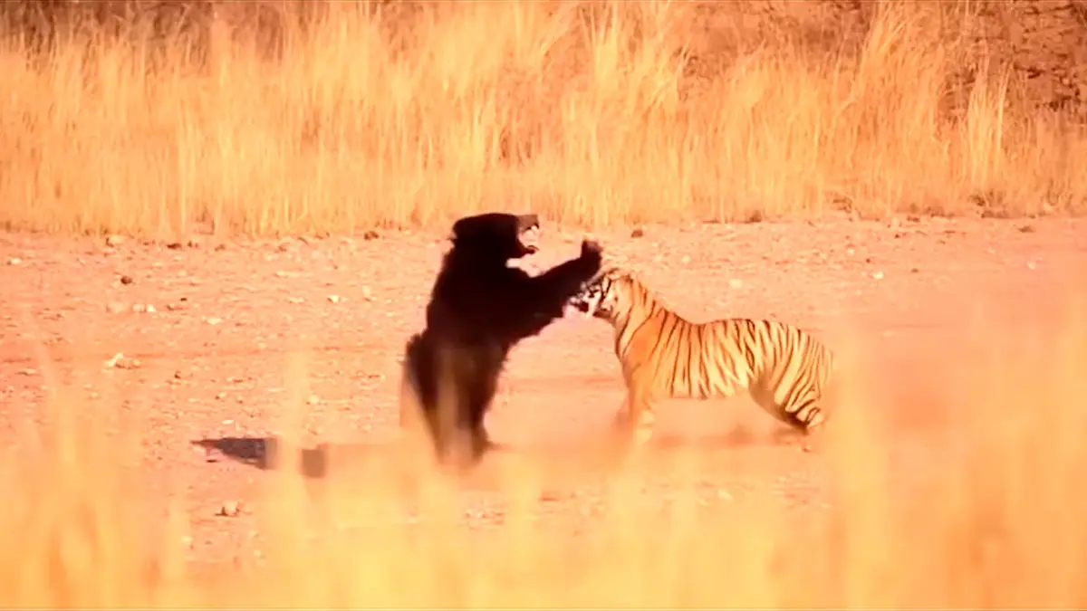 فیلم قدرت و خشونت در رویارویی خرس و ببر