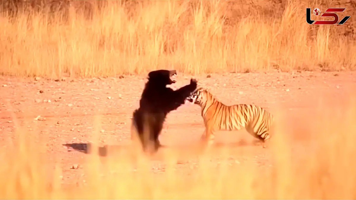 فیلم قدرت و خشونت در رویارویی خرس و ببر