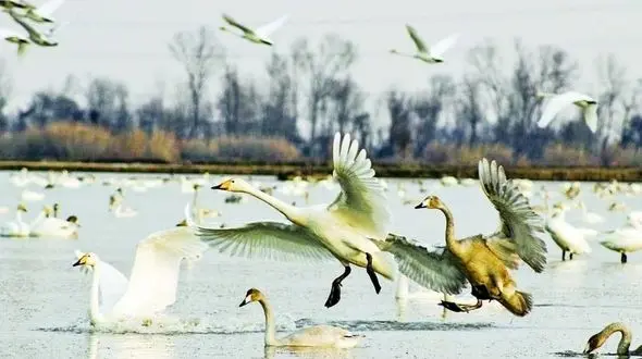 اجاره 600 میلیون تومانی دامگاه ها در فریدون کنار برای کشتار پرندگان مهاجر / شکارچیان لاکچری +صوت