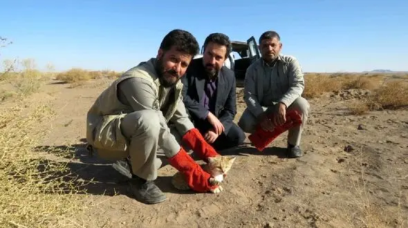 نجات گربه شنی از تله صیادان غیرمجاز در خواف