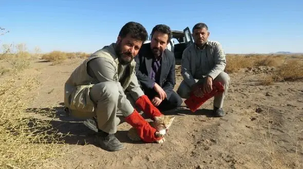 نجات گربه شنی از تله صیادان غیرمجاز در خواف