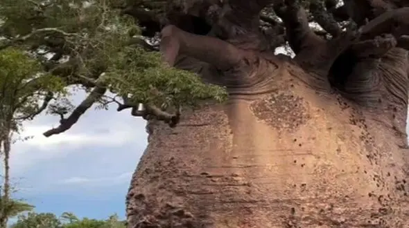 کشف جذاب‌ ترین و خپل‌ ترین درخت دنیا! / فیلم را ببینید