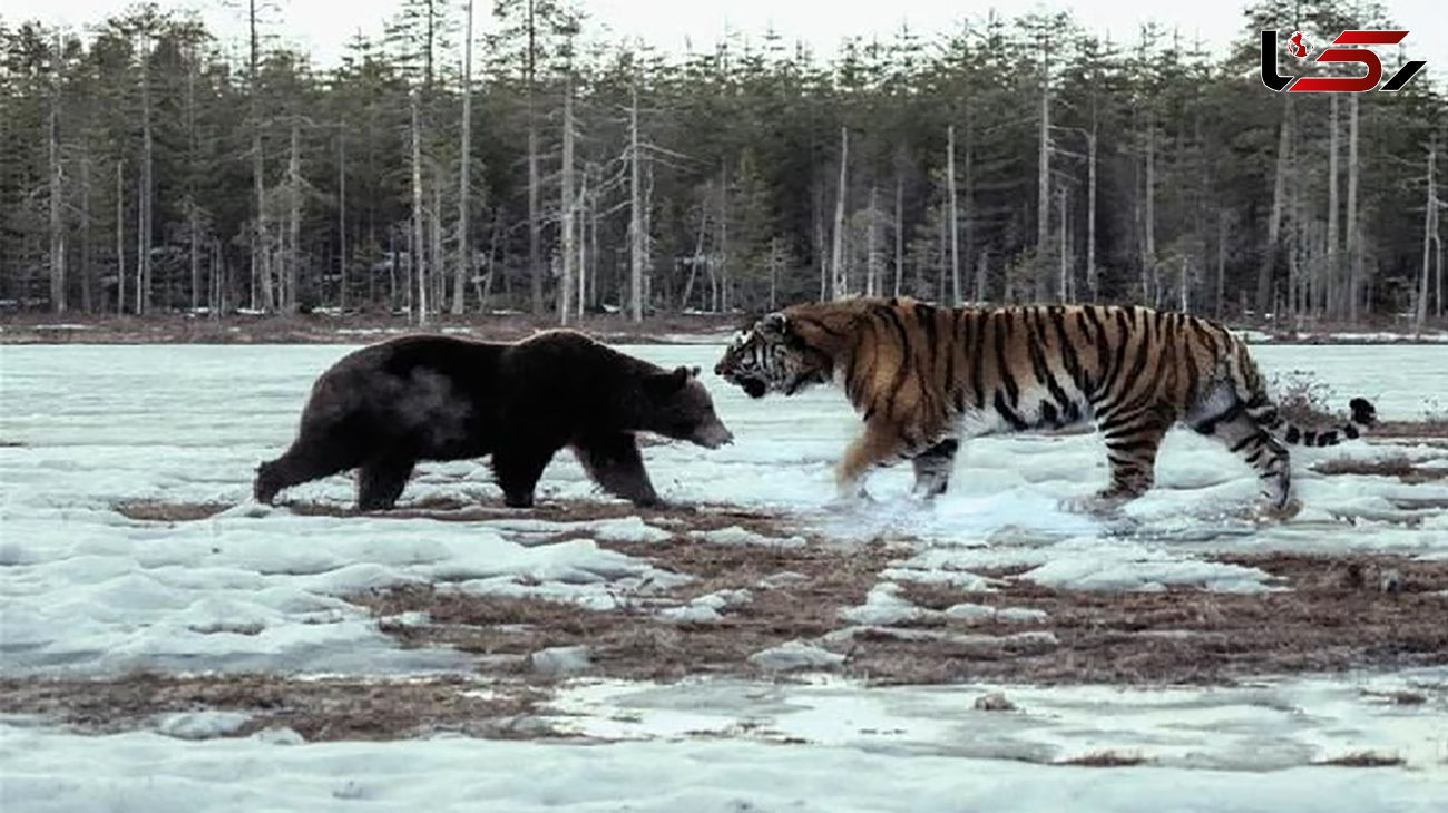 فیلم نبرد وحشیانه ببر و خرس  / ببر قدرتمند در جدال با دو خرس!