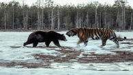فیلم نبرد وحشیانه ببر و خرس  / ببر قدرتمند در جدال با دو خرس!