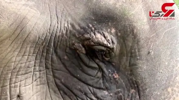 رقص فیل نابینا با آوای موسیقی+ فیلم