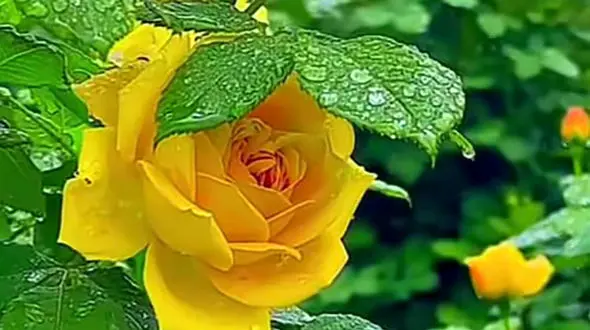 فال امروز عناصر متولدین 12 ماه سال + فیلم