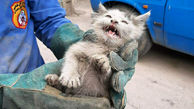 نجات بچه گربه توسط آتش نشان ها + عکس
