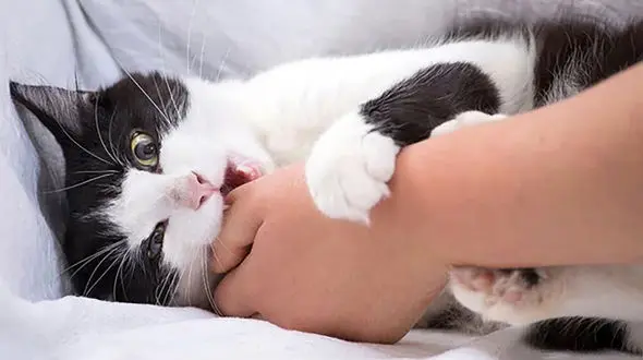 سالانه 30 هزار نفر توسط گربه های خانگی شان زخمی می شوند! / لزوم انجام اقدامات فوری برای پیشگیری از هاری