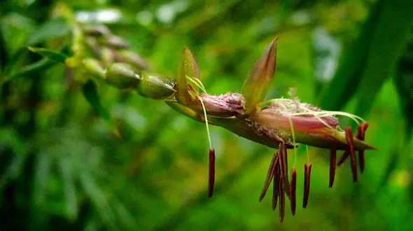 درختان بامبو ژاپن بعد از 120 سال شکوفه زدند / چرا دانشمندان نگران این پدیده هستند؟! 