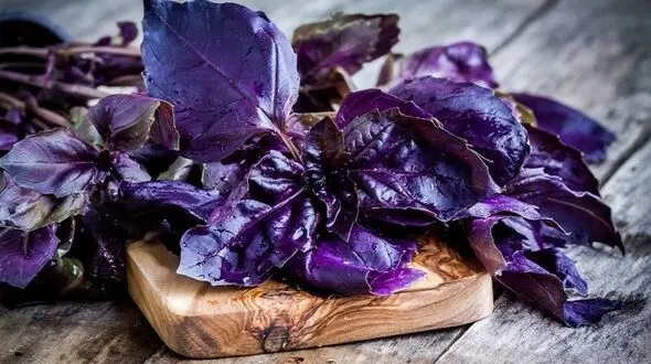 رفع انسدادهای عروق مغزی با این سبزی معطر