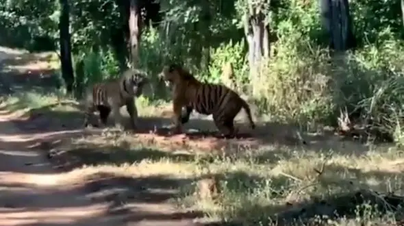 فیلم شاخ و شانه کشیدن دو ببر با غرش وحشتناک