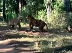 فیلم شاخ و شانه کشیدن دو ببر با غرش وحشتناک