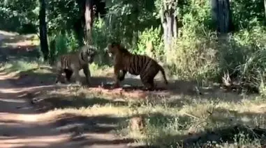 فیلم شاخ و شانه کشیدن دو ببر با غرش وحشتناک