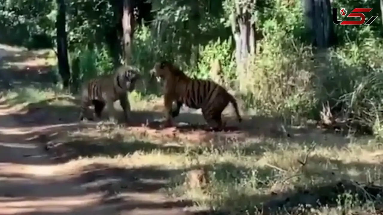 فیلم شاخ و شانه کشیدن دو ببر با غرش وحشتناک