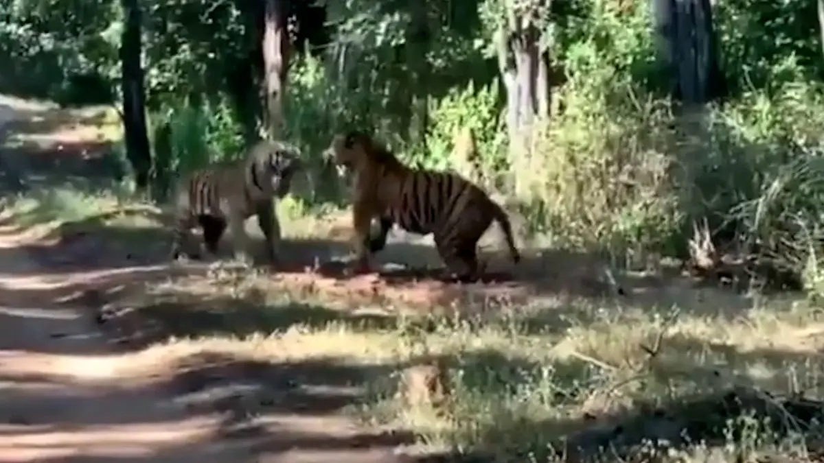 فیلم شاخ و شانه کشیدن دو ببر با غرش وحشتناک